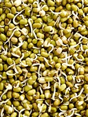 Sprouting mung beans