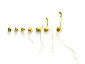 The seven day growth cycle of a sprouting pea