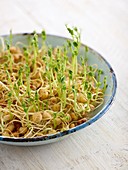Sprouting chickpeas in a dish