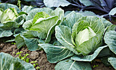 Cabbages in the field