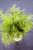 Fresh dill