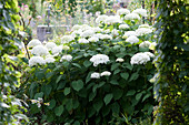 Hydrangea arborescens 'Annabelle' ( Strauchhortensie )