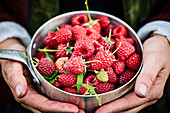 Topf mit frisch gepflückten Himbeeren