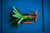 Fresh wild garlic leaves with roots on a slate surface