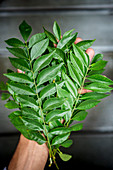 A man holding fresh curry leaves