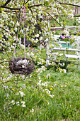 Blütennest aus Birkenzweigen am Apfelbaum hängend