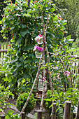 Ox-eye daisies and phlox in vases on handmade stand in garden