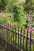 Eingezäunter Garten mit Blumen und Gemüse