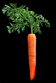 A carrot with tops against a black background