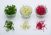 Three sprout varieties in glasses and on a white surface