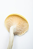 A lemon mushroom (from below)