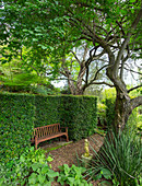 Wooden bench below tree surrounded by clipped hedges