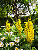 Yellow torch lilies and ox-eye daisies in garden