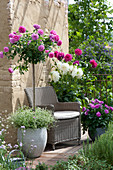 Seating Between Roses And Dahlias