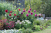 Late summer bed with perennials and summer flowers