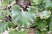 Farfugium 'Wavy Gravy' - Strukturpflanze - Trendblätter
