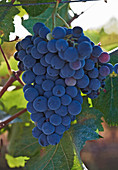 Red wine grapes (Alicante Bouschet) on the vine, Paulo Laureano Vinus, Alentejo, Portugal