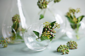 Ivy berries in spherical glass vases on grey surface