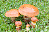 Butter mushroom or buttered sirloin (Suillus luteus)
