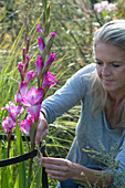 Frau bindet Gladiolus 'Chemistry' (Gladiole) an Staudenstütze