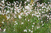 Gaura lindheimeri 'Whirling Butterflies' ( Prachtkerze )