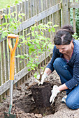 Woman planting container rose