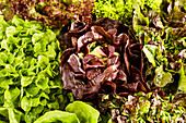 Various fresh lettuces (full frame)