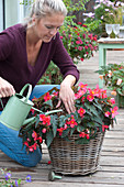 Woman Watering Begonia Iconia 'first Kiss' (Begonia)