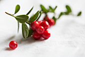A sprig of lingonberries