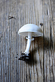 A white tube mushroom (Amanita veriosa) on a wooden background