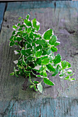 Fresh mint on a wooden surface