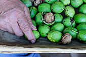 Freshly harvested walnuts with green shells