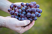 Grapes in hands