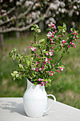 Branches of fruit blossom in white jug