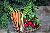 Spring Vegetables in Basket on Wood Surface