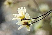 Magnolia 'Goldstar' (Gelbe Sternmagnolie)