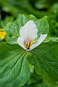 Trillium chloropetalum (Großes Dreiblatt)