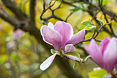 Magnolia x soulangiana 'Lennei' (Tulpenmagnolie, Magnolie)