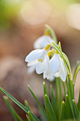 Galanthus nivalis 'Lowick' (Schneeglöckchen)