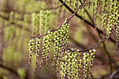 Stachyurus chinensis (Chinesischer Perlschweif, Schweifähre)