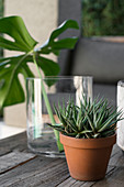 Potted succulent in front of Swiss cheese plant leaf in glass vase