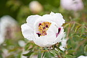 Paeonia Rockii-Hybride 'Shu Sheng Peng Mo' - Strauch-Pfingstrose