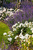 Beet mit blühender Katzenminze (Nepeta) und weißen Rosen