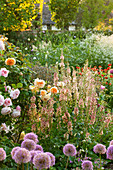 Verbascum 'Southern Charm' (Königskerze), Allium (Zierlauch) und Rosen 'Jane Austin' 'Eglantyne' (Englische Rosen)