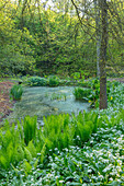 Kleiner Teich im Wald, Straußfarn (Matteuccia struthiopteris) und blühender Bärlauch (Allium ursinum)