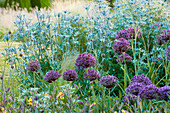Trockenheit vertragendes Beet mit Mannstreu 'Picos Blue' (Eryngium bourgatii) und Zierlauch 'Firmament' (Allium)