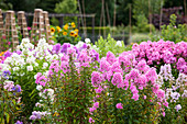 Duft-Beet mit verschiedenen Sorten Flammenblumen (Phlox paniculata)