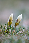 Blüten von Krokus 'Snowbunting' (Crocus chrysanthus) im Frost