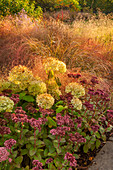 Herbst-Beet mit Fetthenne 'Matrona' (Sedum), Hortensie 'Annabelle' (Hydrangea) und Gräsern