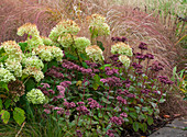 Herbst-Beet mit Hortensie 'Annabelle' (Hydrangea), Fetthenne 'Matrona' (Sedum) und Neuseeland-Wind-Gras (Anemanthele lessoniana)